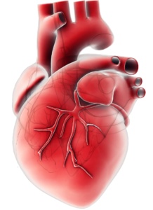 Heart muscle in 3D